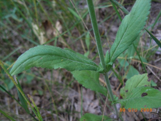 Dipsacaceae - Knautia sp.